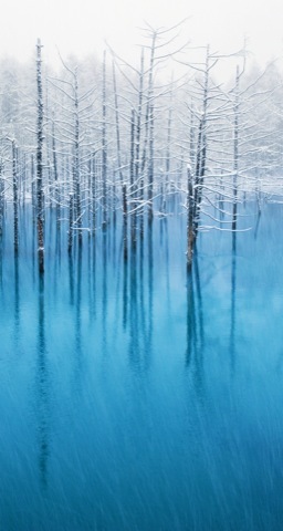 Деревья снежная вода