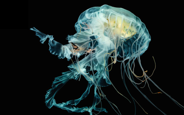 медузы-обои-из-проводной-яблочной сторожевой статьи