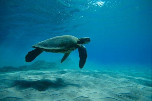 Черепаха под волнами обои